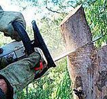 Best Tree Trimming and Pruning  in Lumber City, GA