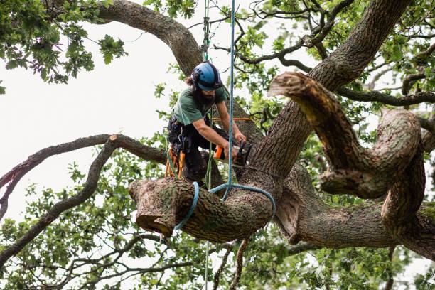 Best Tree Preservation Services  in Lumber City, GA