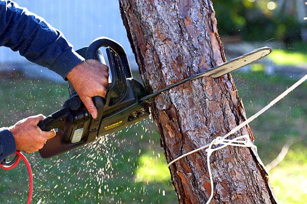 Best Utility Line Clearance  in Lumber City, GA