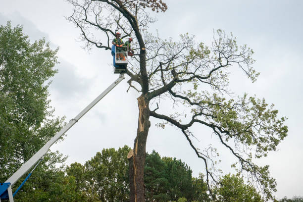 Best Aeration Services  in Lumber City, GA