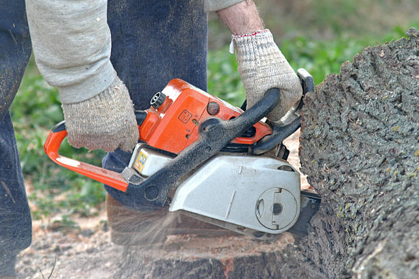 Best Root Management and Removal  in Lumber City, GA