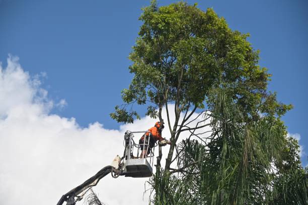 Best Tree Cabling and Bracing  in Lumber City, GA