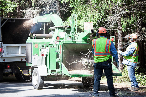  Lumber City, GA Tree Care Pros