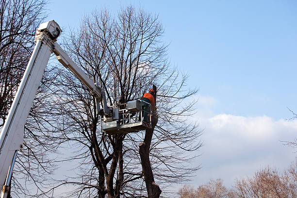 How Our Tree Care Process Works  in  Lumber City, GA